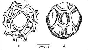 Open and Closed Cells